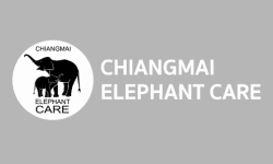 chiangmaielephantcare